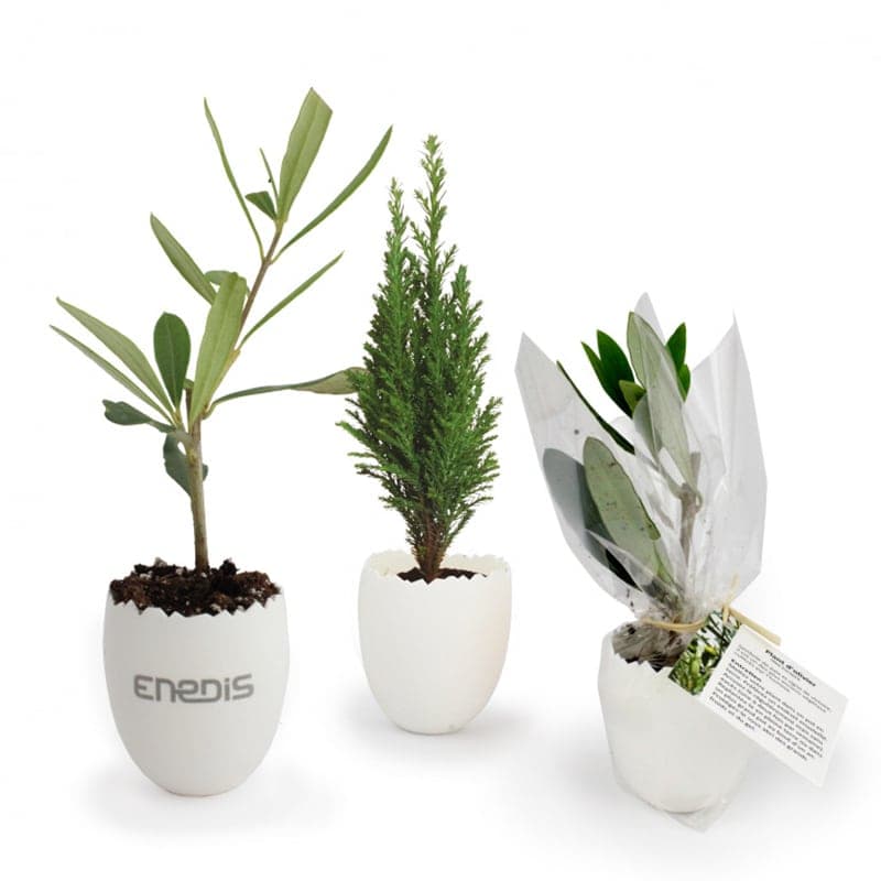 Mini plant d’arbre en forme d’œuf