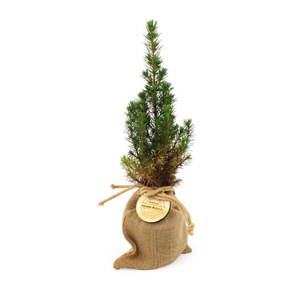 Sapin  en pochon jute