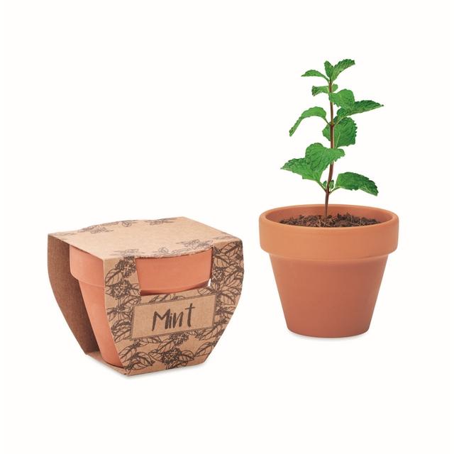 Pot avec graines de menthe MINT POT