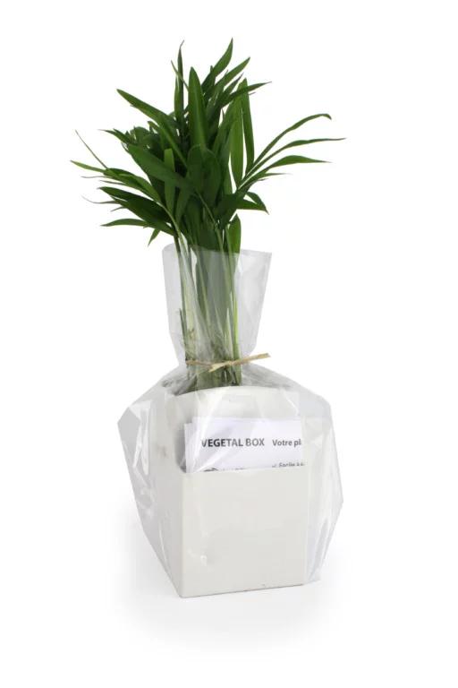 Végétal-Box