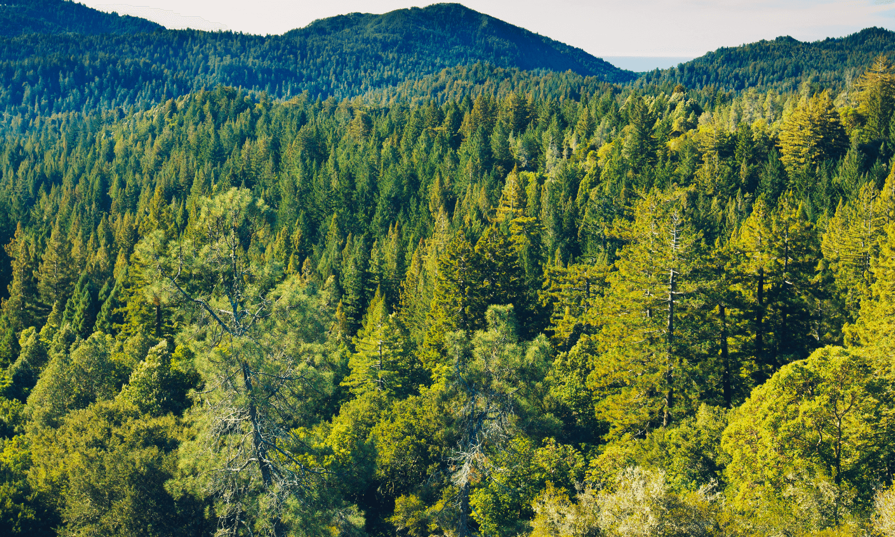 Goodies écologiques