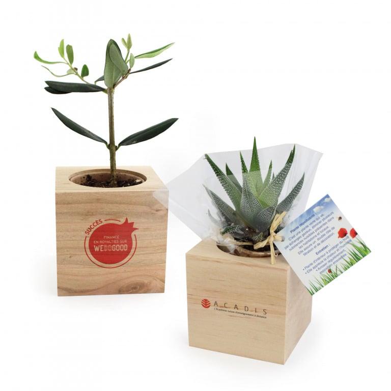 APIC-Cube bois plante personnalisé