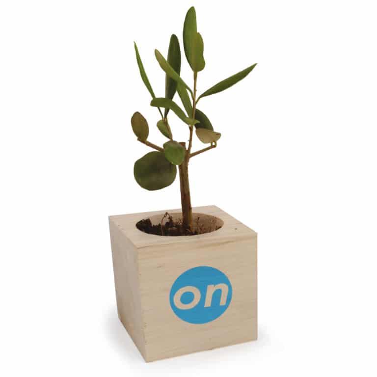 APIC-Cube bois plante personnalisé 2