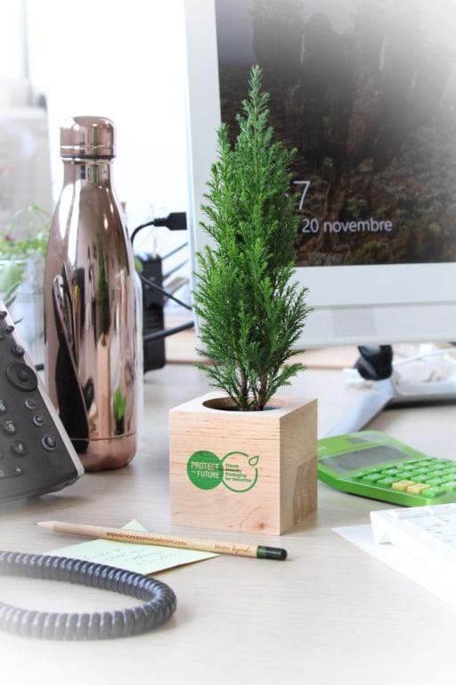 APIC-Cube bois plante personnalisé 3