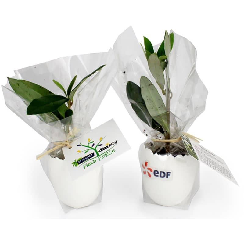 Mini plant d’arbre en forme d’œuf