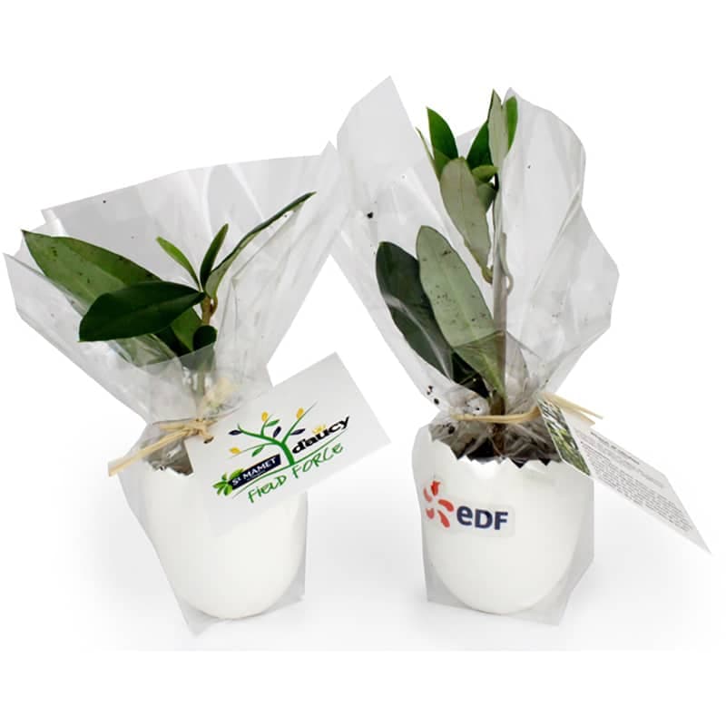 Mini plant d’arbre en forme d’œuf