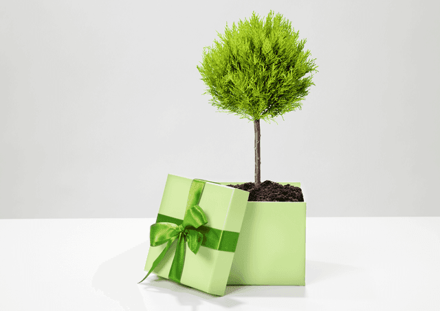 Goodies Publicitaires Ecologiques Pour Entreprise