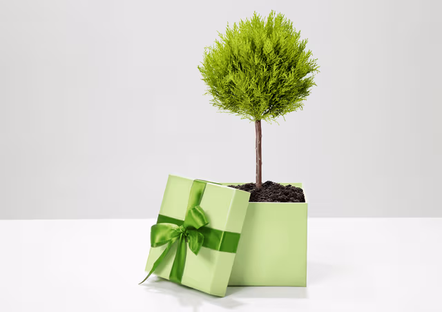 Apic : personnalisation, écologie et créativité !