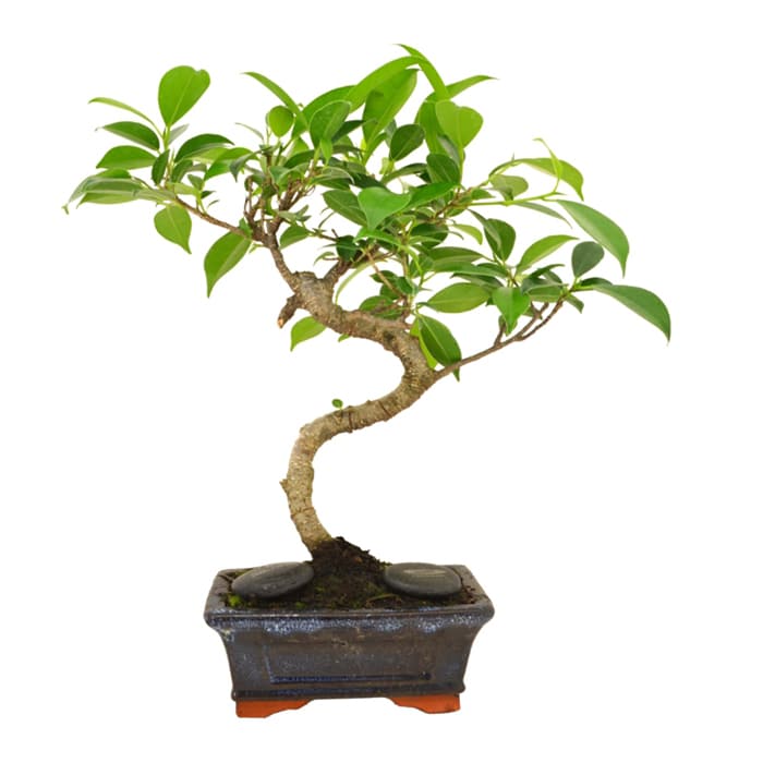 Bonsaï torsadé