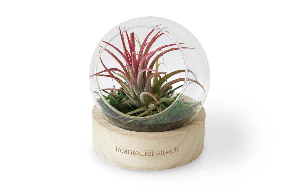 Petit terrarium de bureau