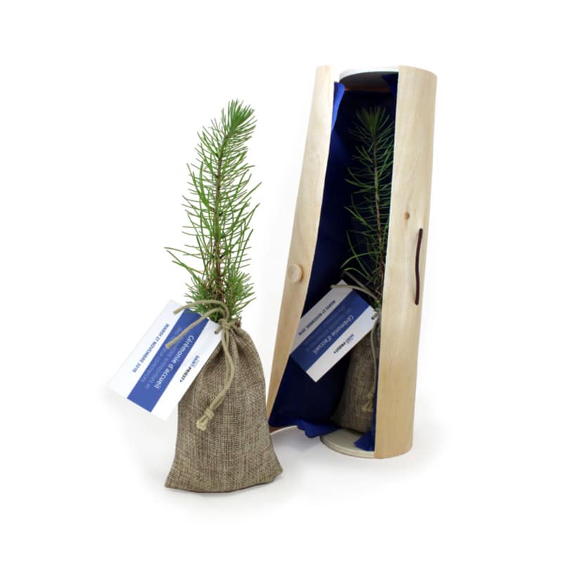 Plant d'arbre en tube bois