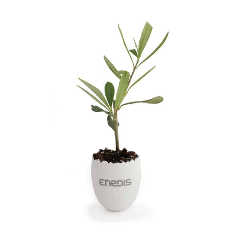 Mini plant d'arbre en forme d'œuf
