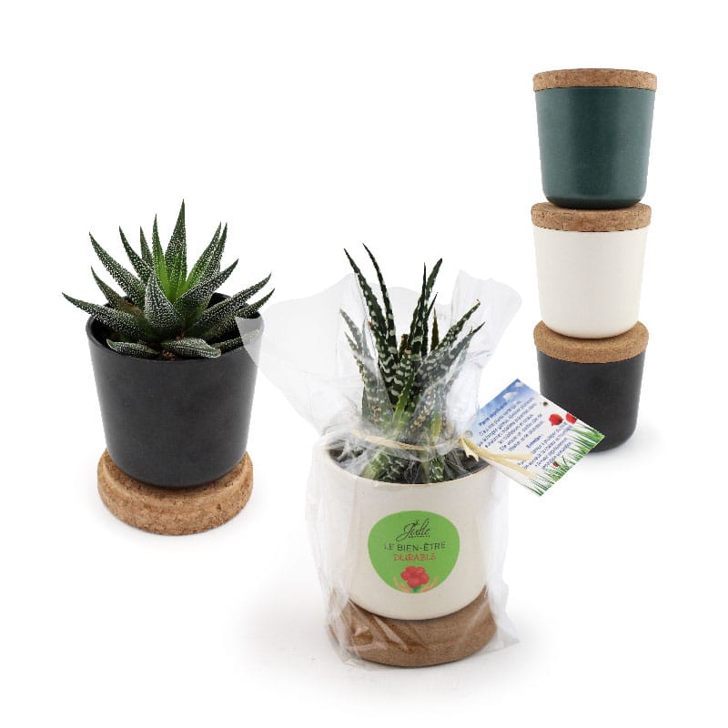 Plante en pot bambou soucoupe liège